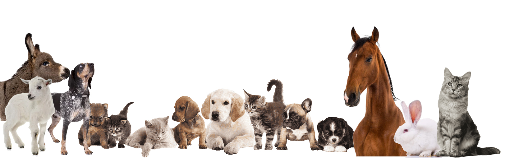 Magnetiseur%20animaux